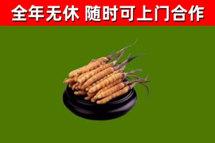 宜宾烟酒回收冬虫夏草.jpg